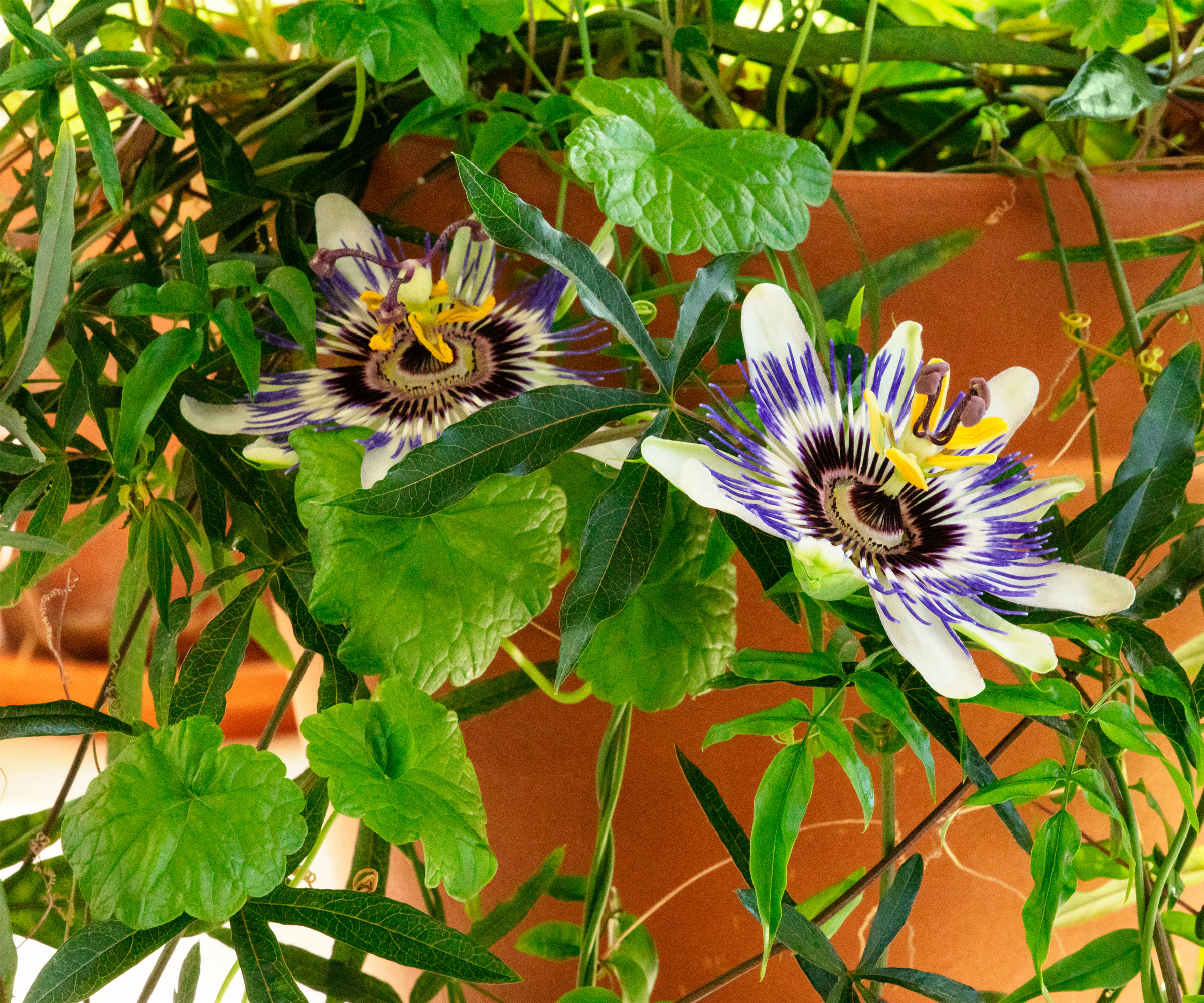 passion flower plant in pot indoors
