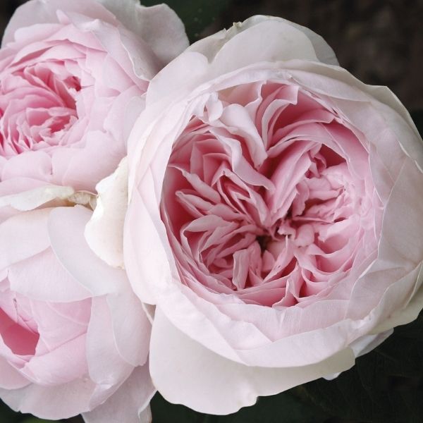 Earth Angel&amp;trade; Parfuma&amp;reg; Floribunda Rose