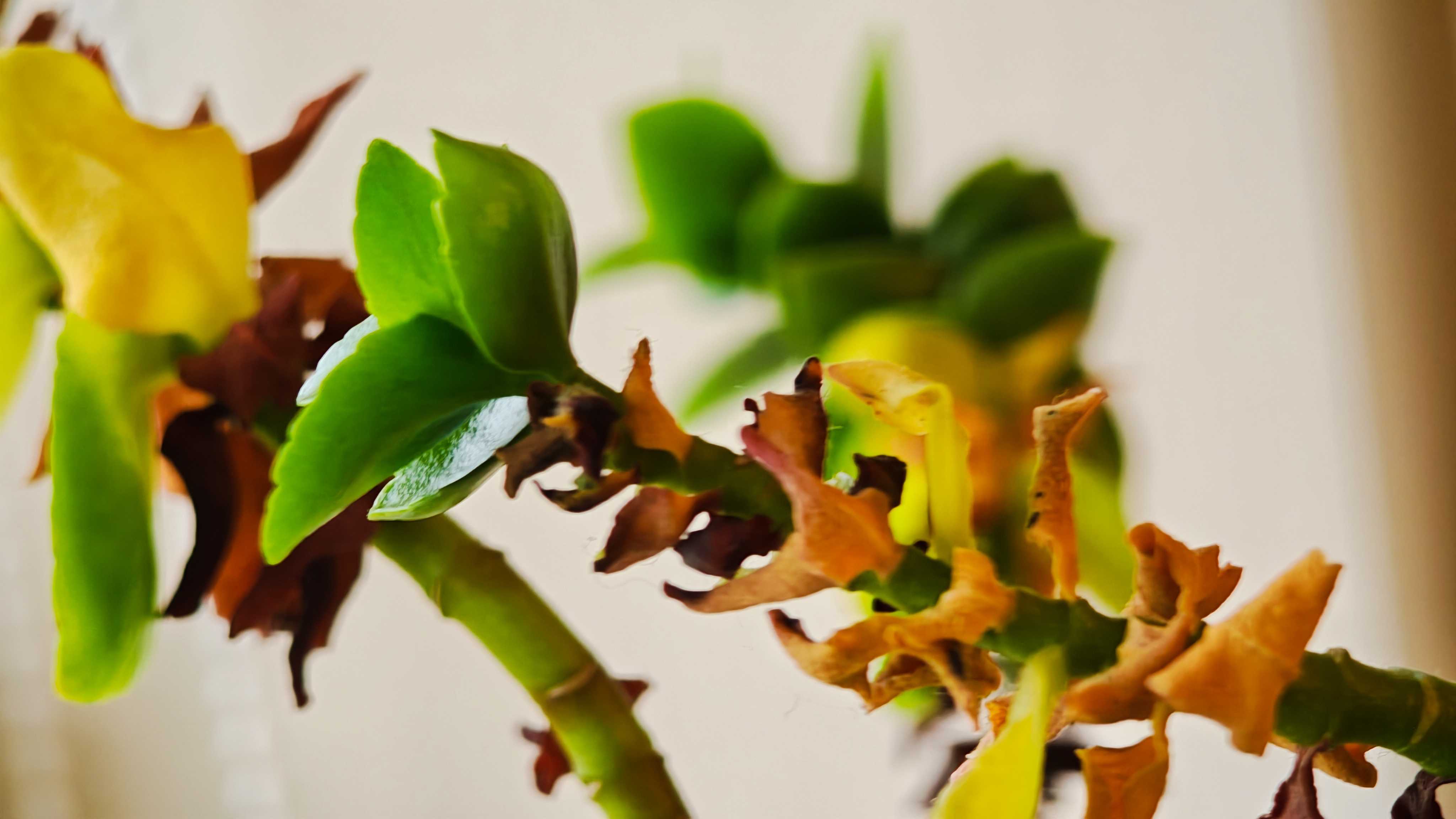 Image taken with a Poco F8 Ultra camera