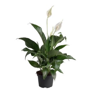 White peace lily