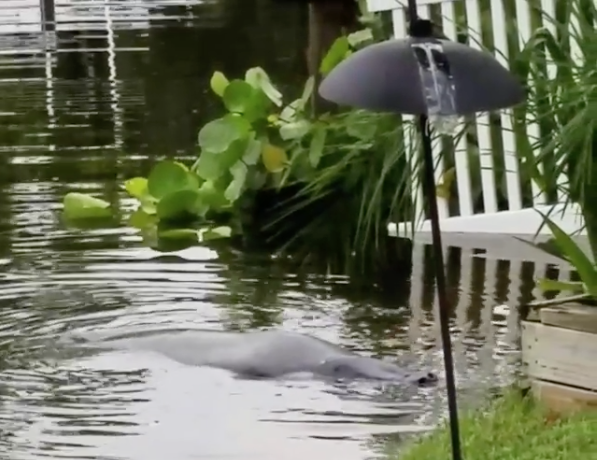 Manatee in Florida backyard.