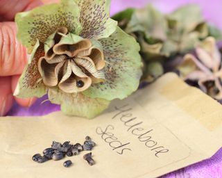 collecting seeds from hellebores