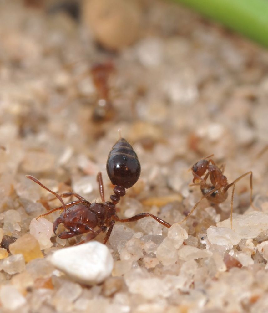 crazy ant and fire ant