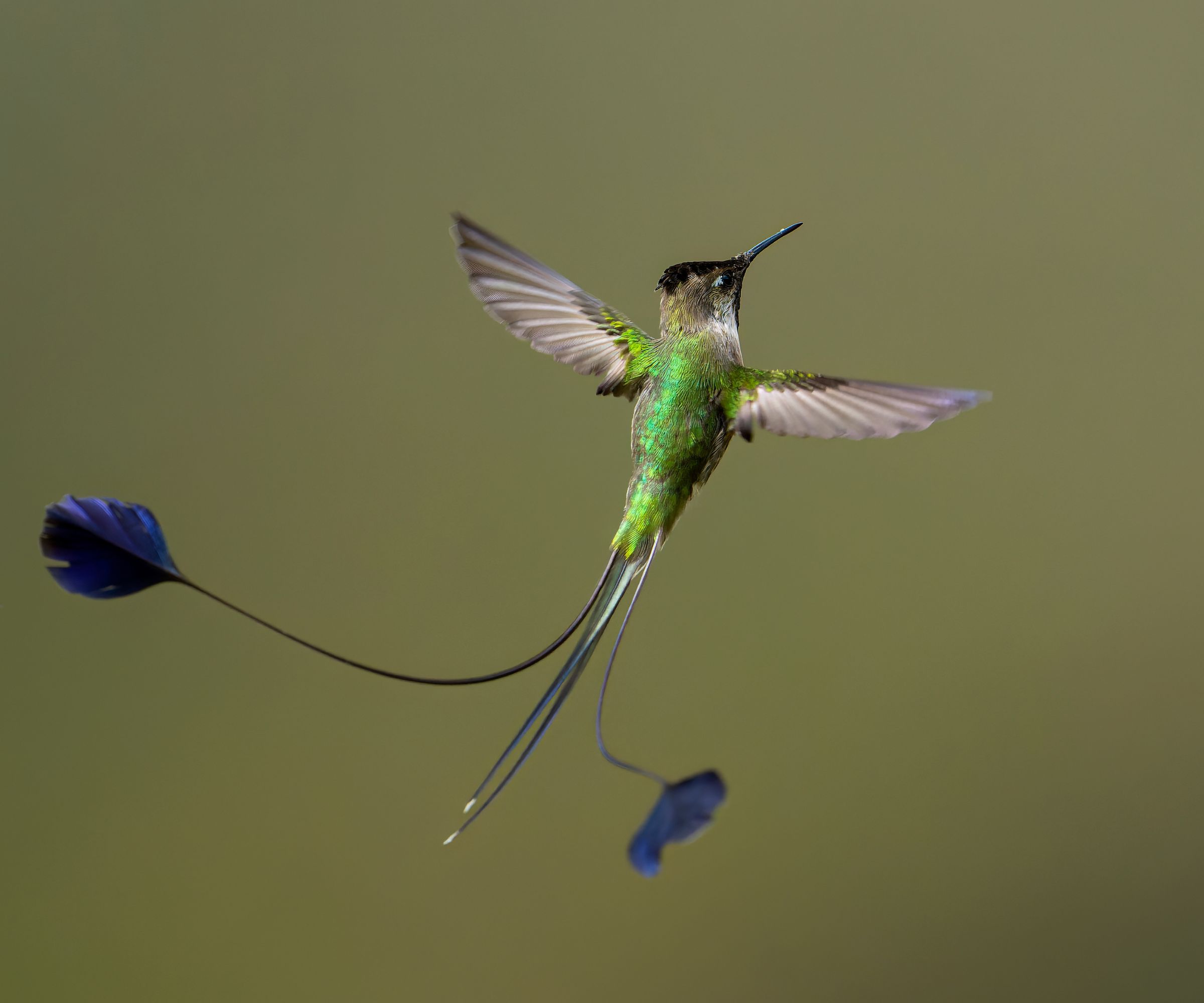 Marvelous Spatuletail (Loddigesia mirabilis) hovering