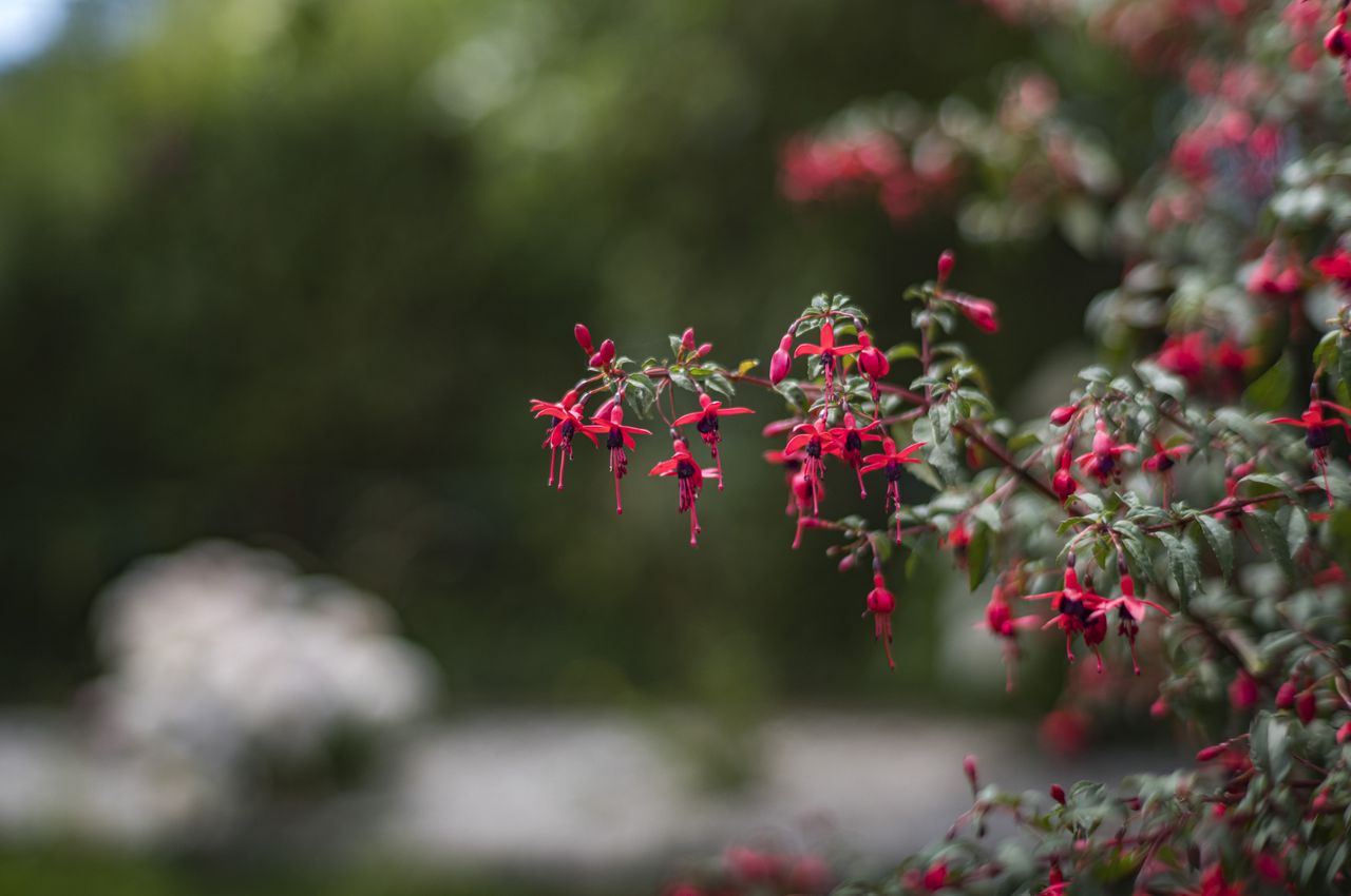 Leica 50mm Summicron-M f/1.4 (classic) samples