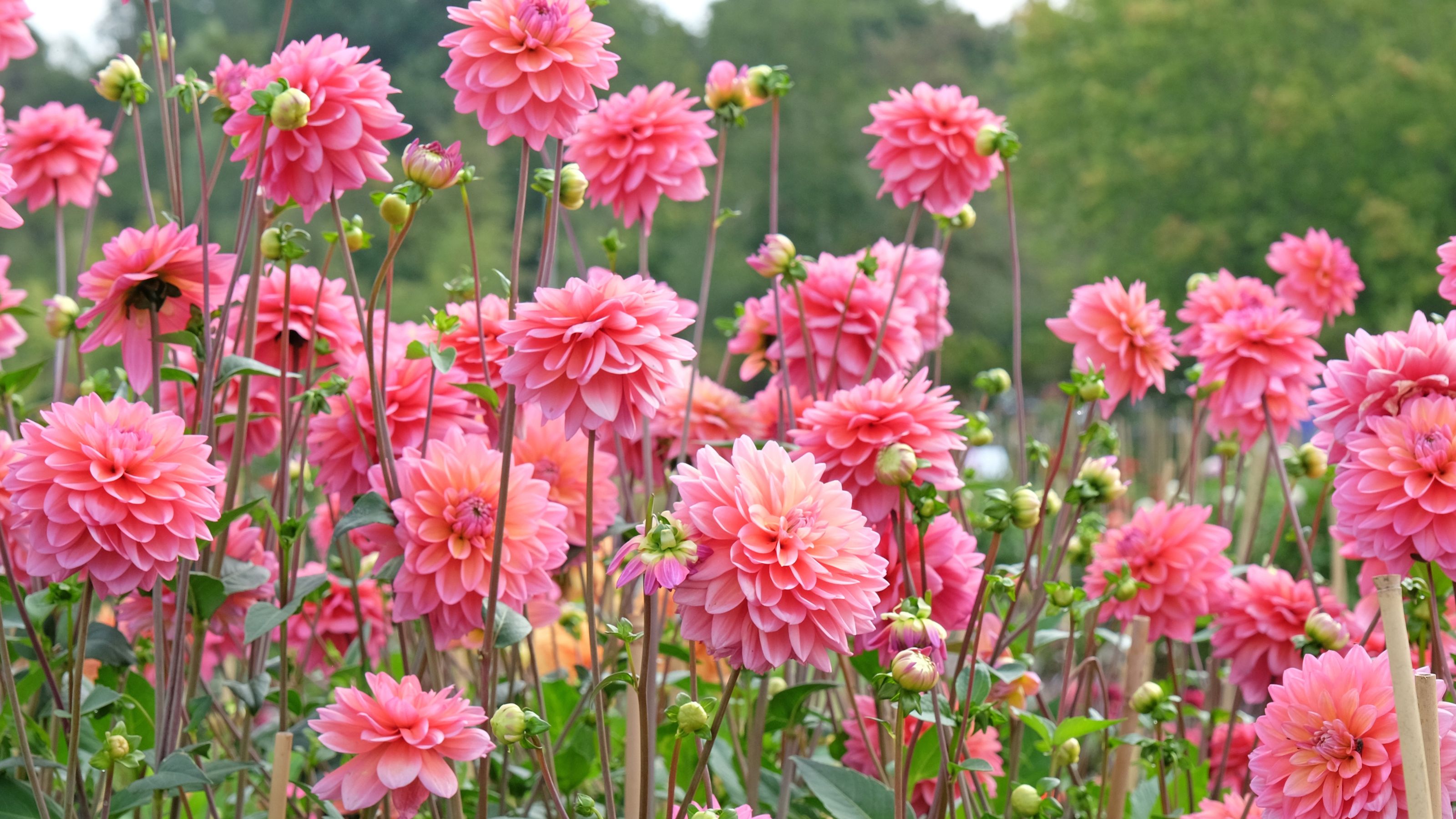Pink decorative dahlias in bloom