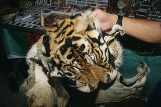 The TRAFFIC report found that, on average, authorities seized pieces from between 104 and 109 tigers each year in the 11 countries studied. It's likely even more tigers and tiger parts slip under the radar.