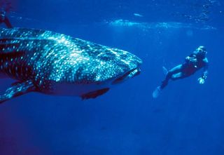 Cocos Island, the center point of the new marine park, is sometimes called Shark Island for the species that congregate around it. A whale shark, the world's largest fish, investigates a visitor.