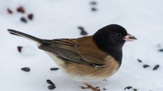 Dark-eyed Junco