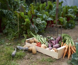 A harvest of produce in a vegetable garden