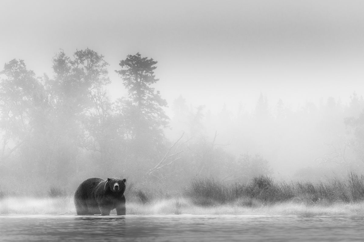 bear at waters edge