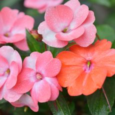 Closeup on impatiens flowers