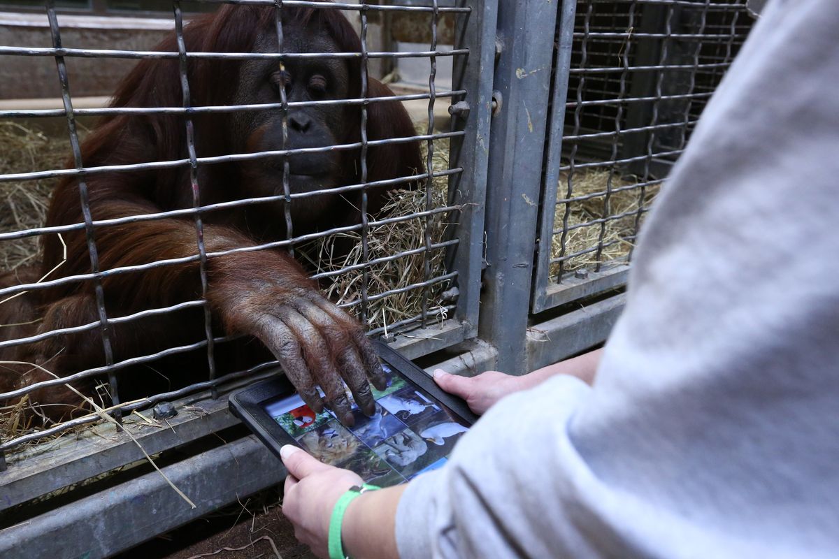 orangutan-tablet