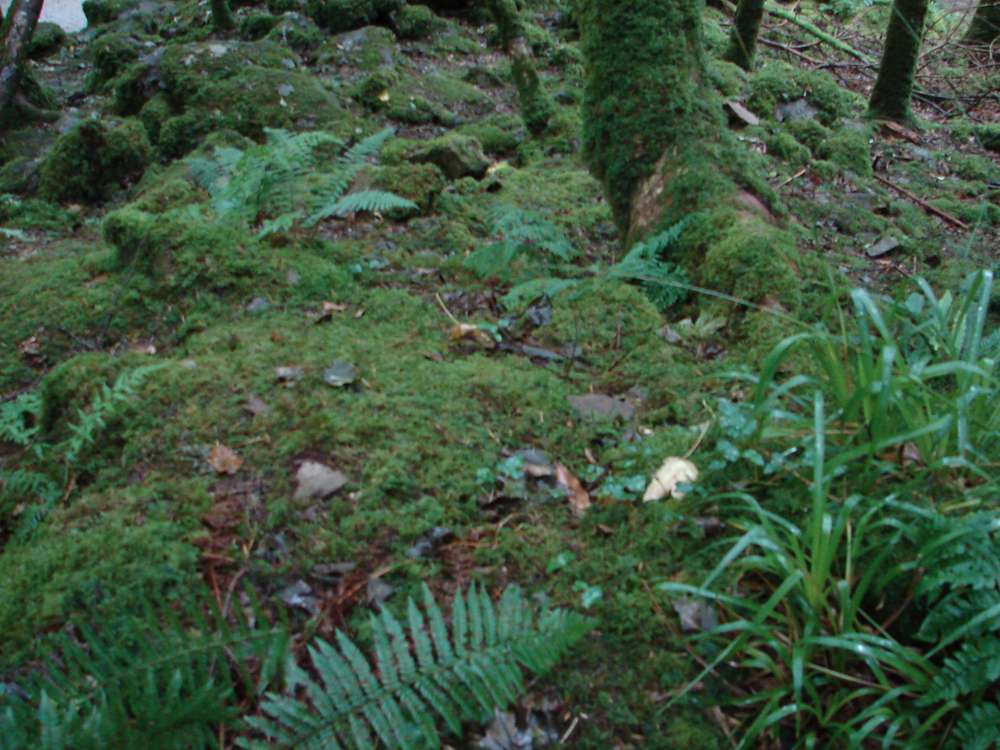 Land o' Green: Ireland's Killarney Park | Live Science