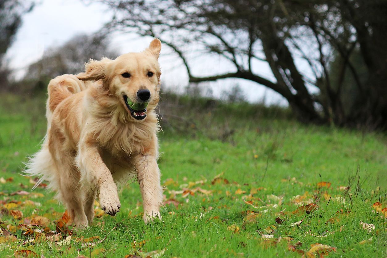 Golden retrievers.