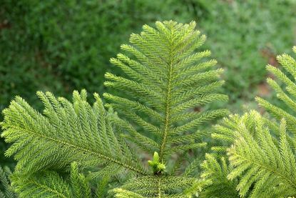 How to Grow Norfolk Island Pine Trees