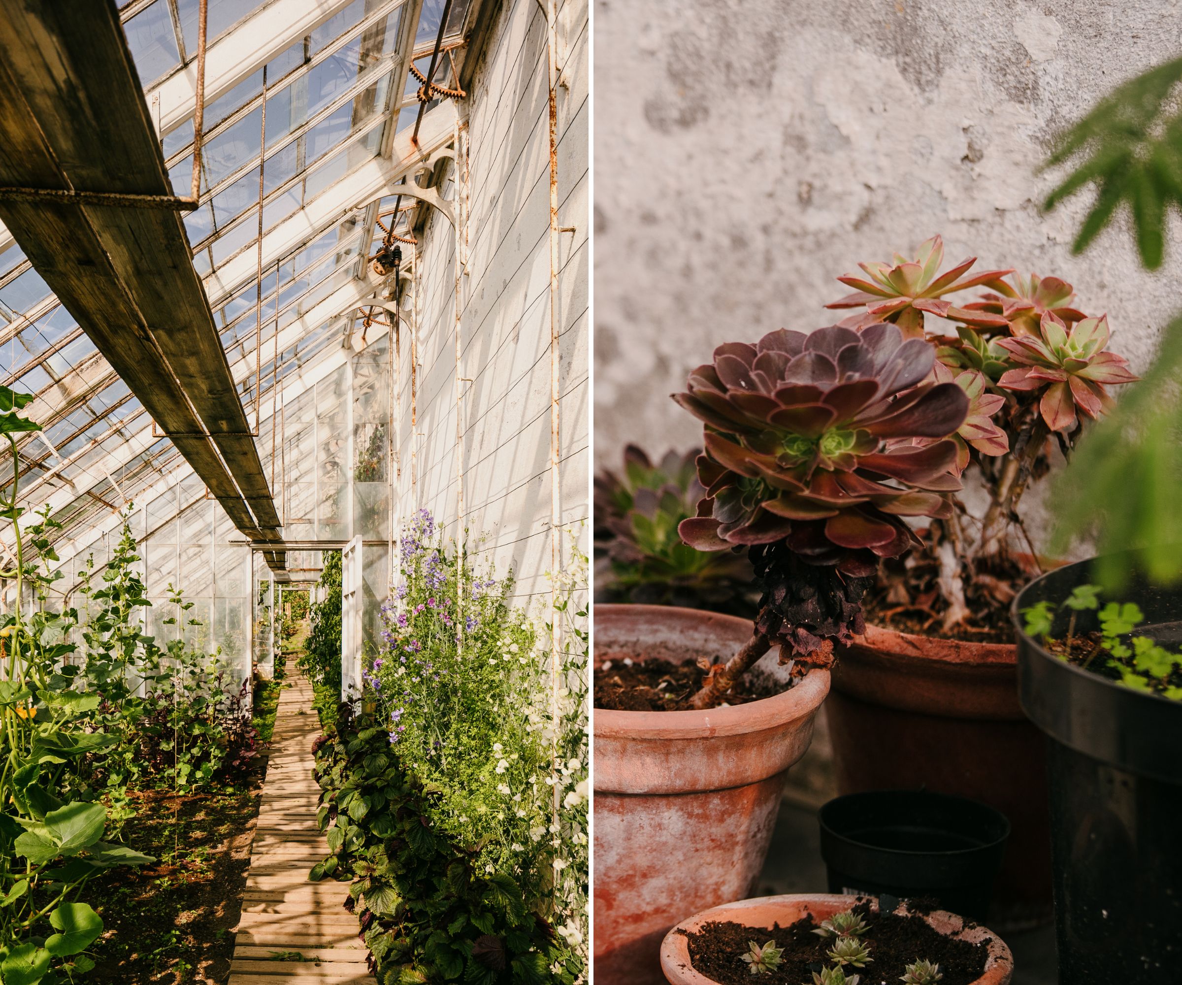 Inside the glasshouse at Dalmeny Walled Garden
