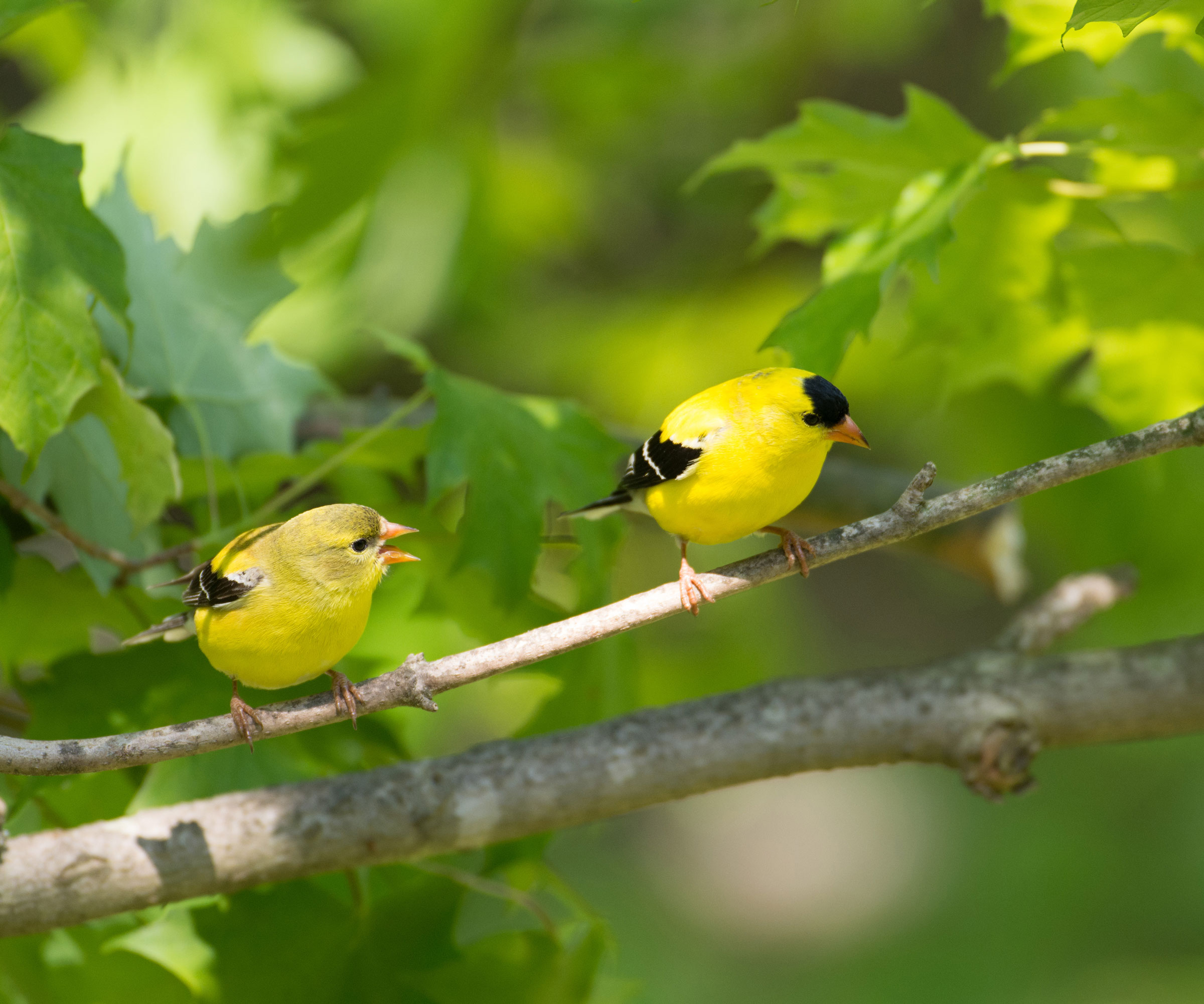 male and female goldfinches on tree branch