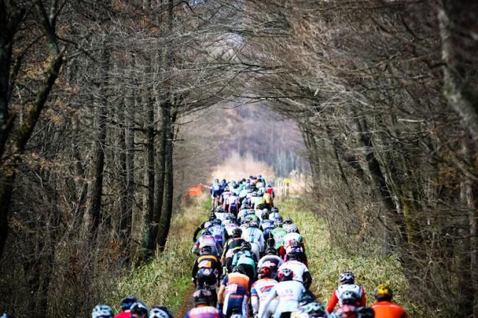 The field heads through the forest