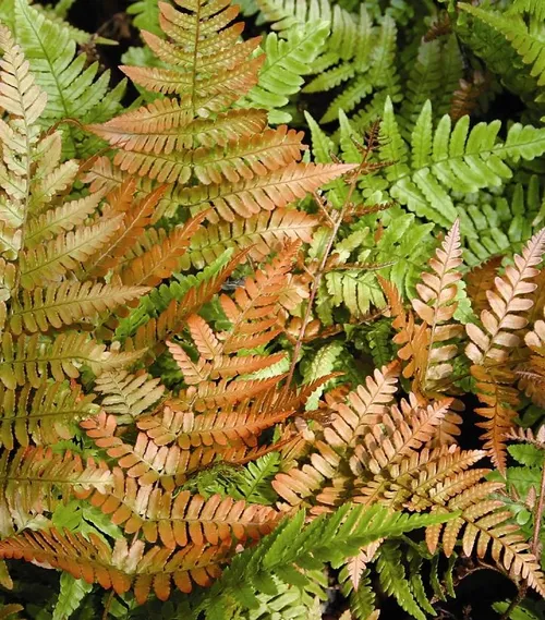 Brilliance Autumn Fern