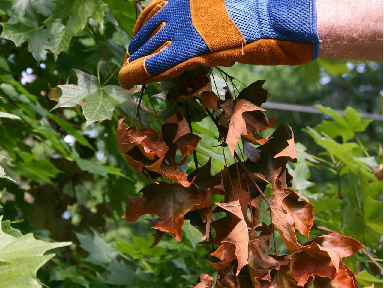 A Patch Of Brown Leaves On A Tree