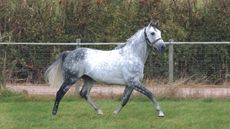 How does a horse trot? learn more here