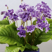 Streptocarpus 'Blue Frills' from Suttons