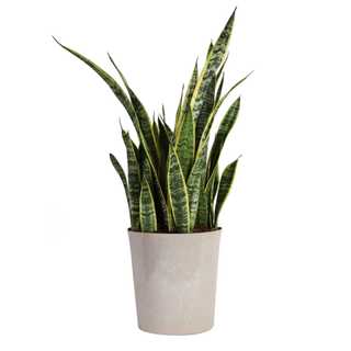 Costa Farms Snake Plant from Walmart