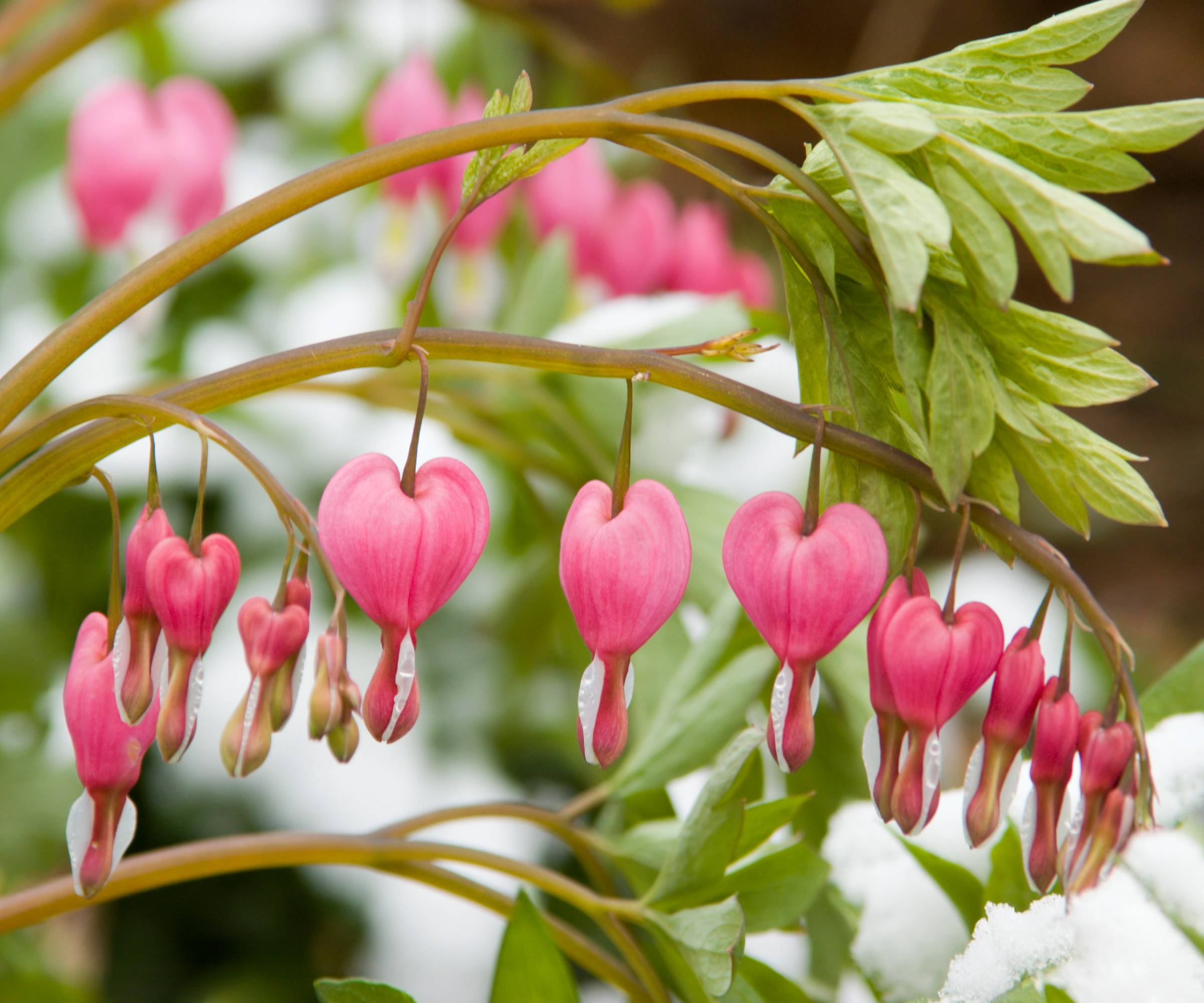 Bleeding heart flowers in snow