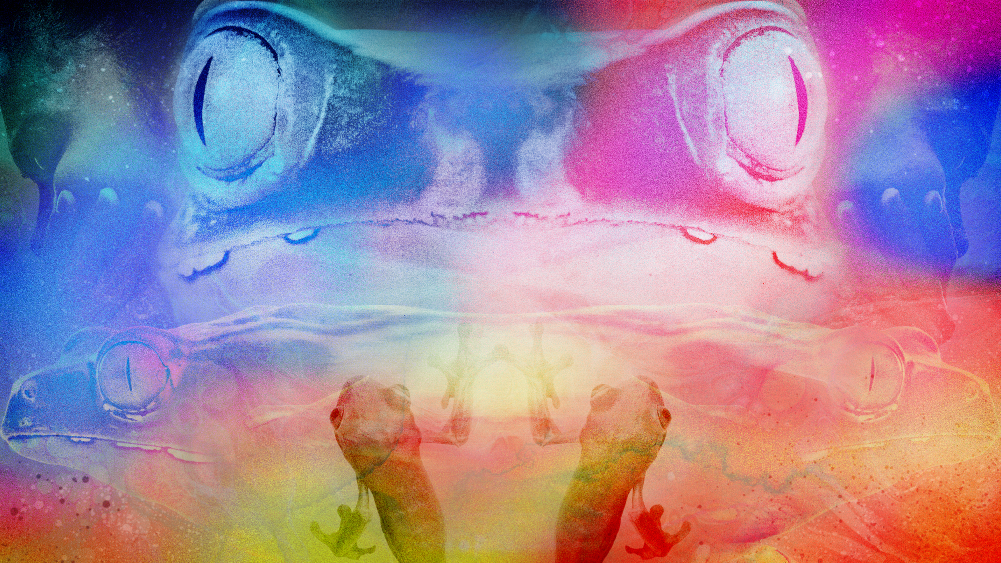 Illustration of psychedelic giant leaf frogs and a person feeling nauseous