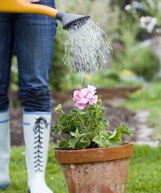 A plant in a pot being watered with a watering can