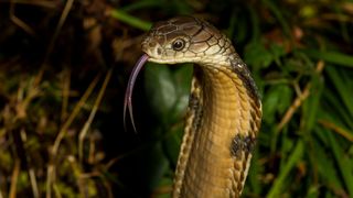 A closeup of a King cobra with its tongue out in front of green plants