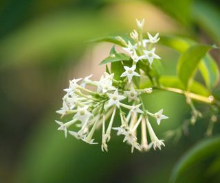 Night blooming jasmine, Cestrum nocturnum