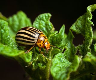 A Colorado potato beetle on a potato plant leaf