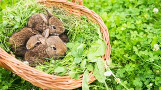 A basket of bunnies with greens