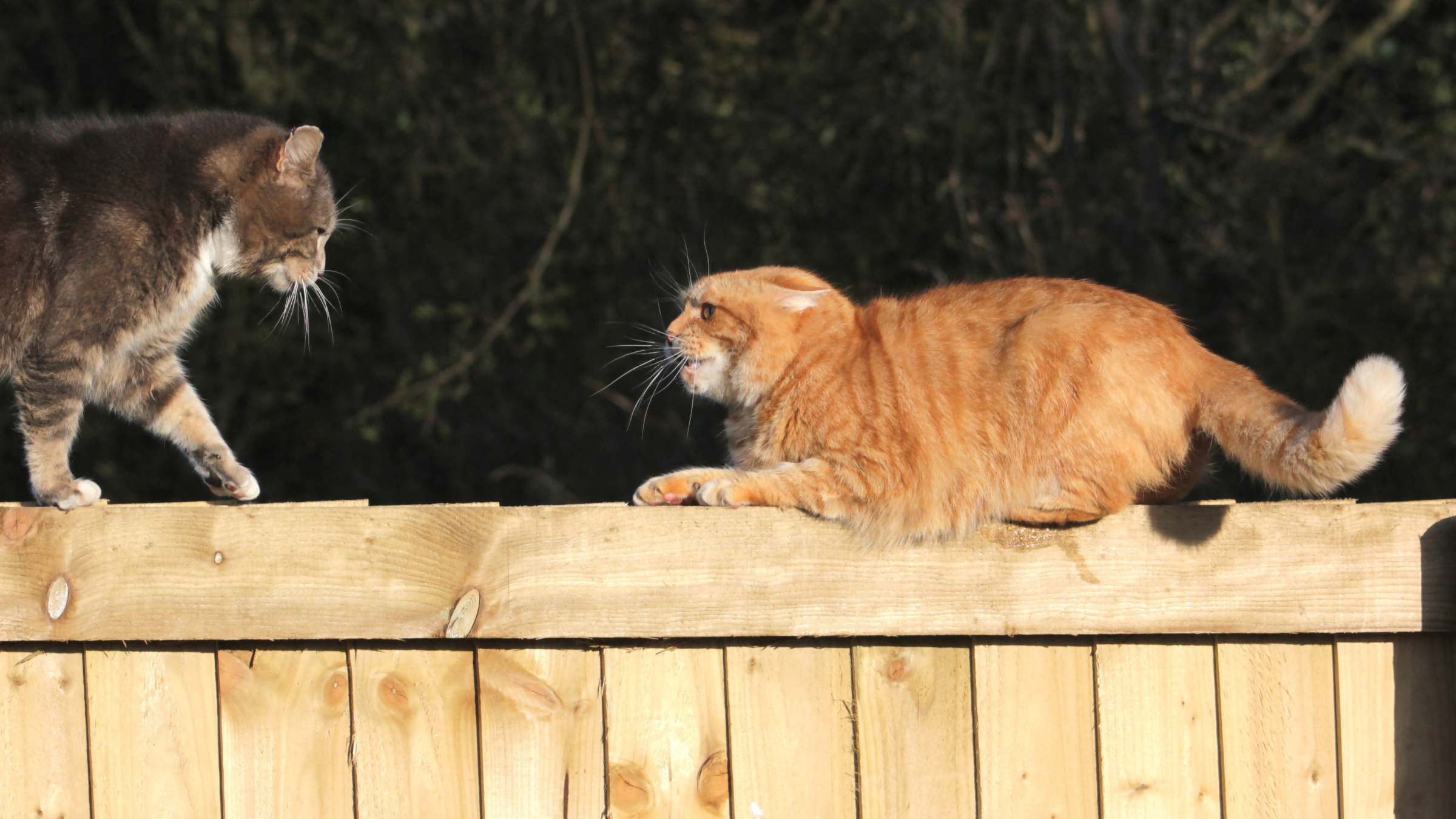 Two cats on a wooden fence confronting each other.