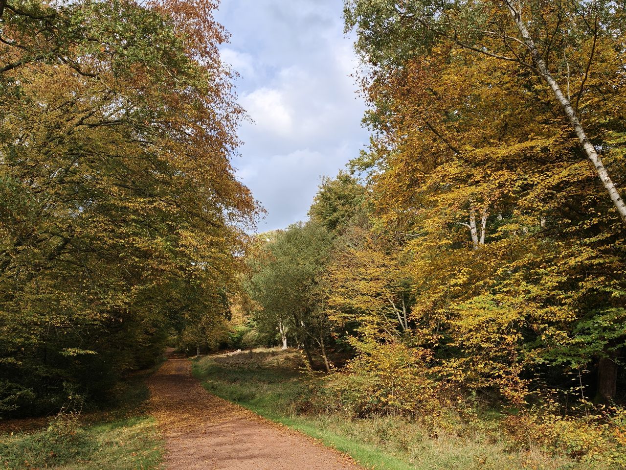 A forest path