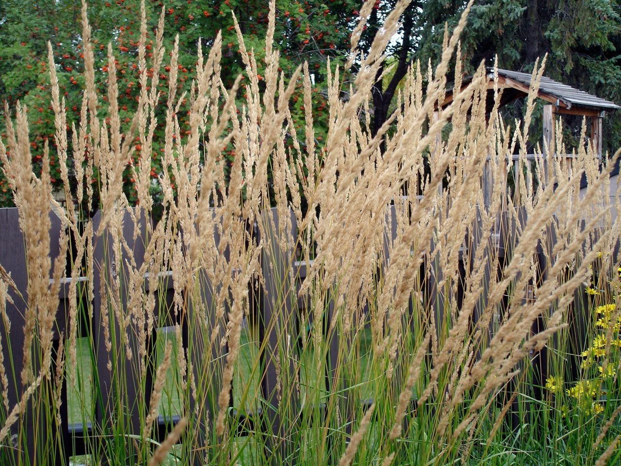 Karl Foerster Grass