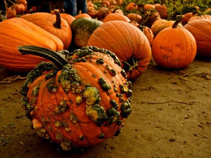 Bumpy Pumpkin Warts On Pumpkin