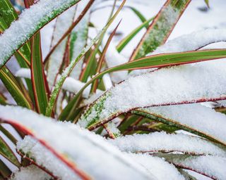 how to protect your plants from snow