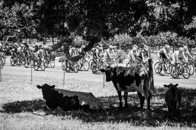 Cows watch as the race rolls past