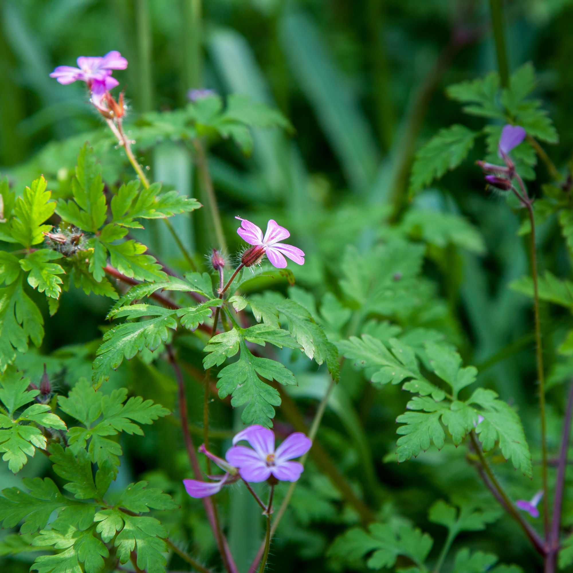 Herb Robert in a garden - kbwills - GettyImages-955586120