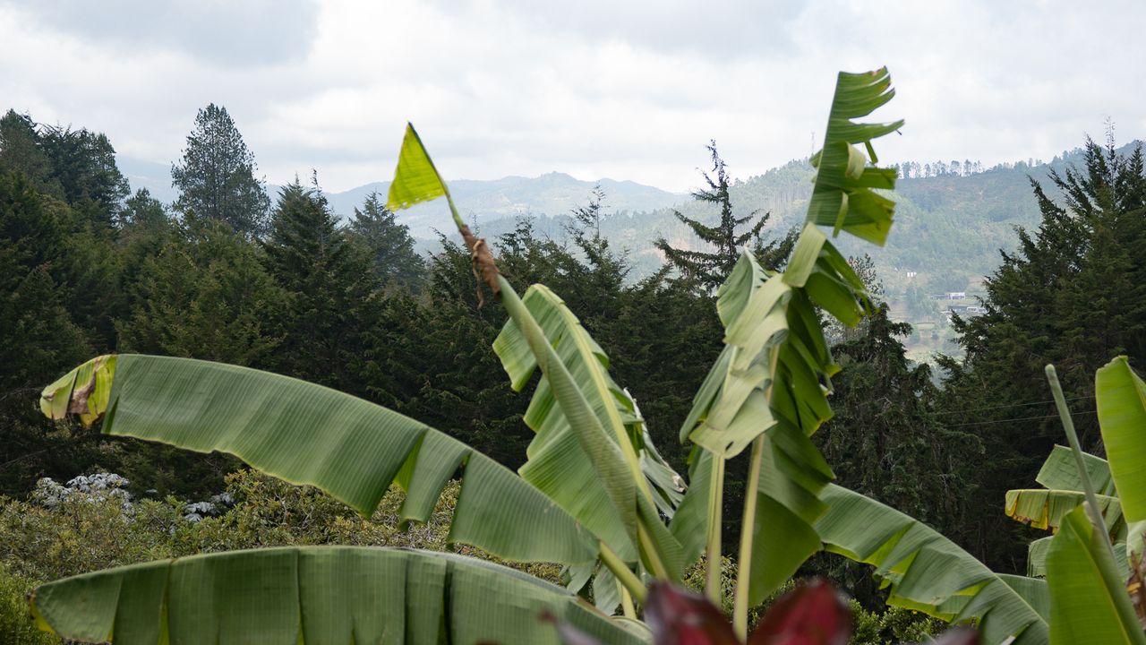 view over Colombian Jungle