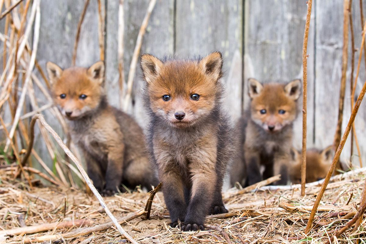 Family of young foxes photographed by Ossi Saarinen