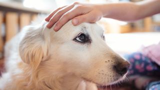 Child's hand stroking the head of a pet dog affectionately