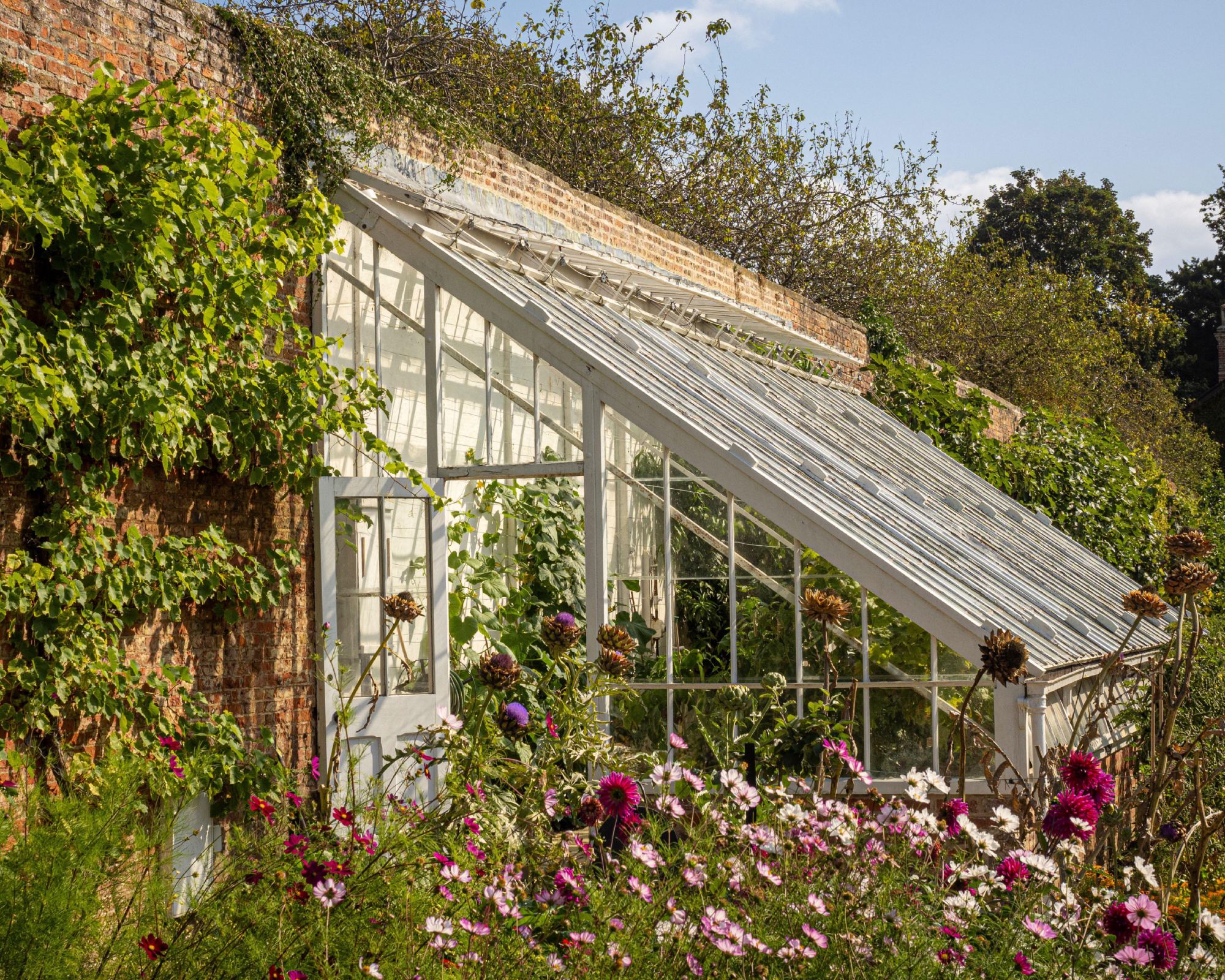 lean-to greenhouse against wall in summer garden