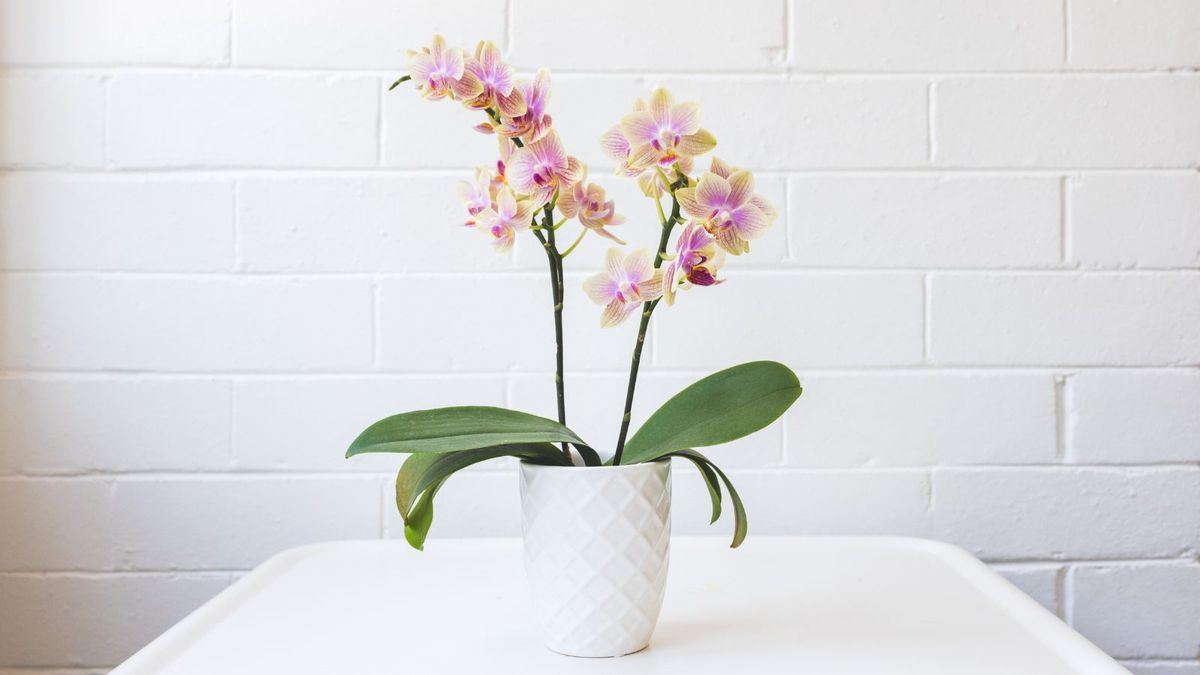How to get an orchid to rebloom – expert tips for bountiful blooms