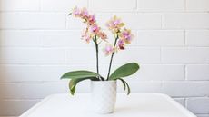 A pink and white orchid in a white pot