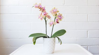 A pink and white orchid in a white pot 