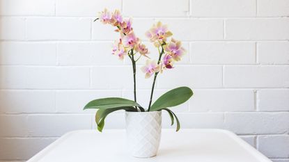 How to Encourage Orchids to Rebloom